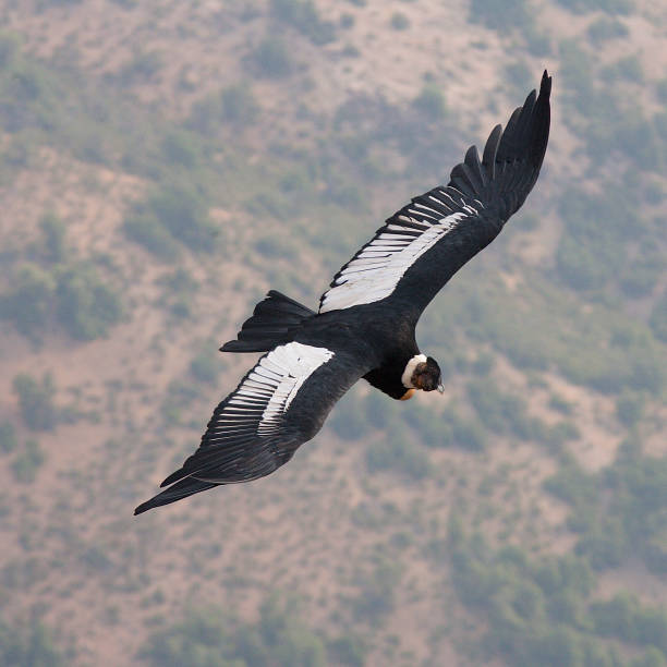 An Andean Condor flies over central Chile stock photo