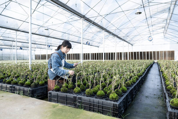 An Asian botanist uses a tablet computer to scientifically manage green plants in her greenhouse. stock photo