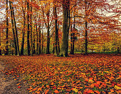 istock An autumn forest in germany. 1353992906