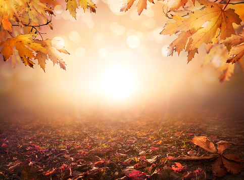 An autumn nature, fall background of blurred foliage and tree leaves at sunset in an autumn landscape that could be used for Thanksgiving.
