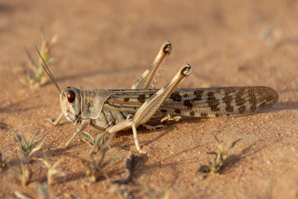 An Egyptian Grasshopper (Anacridium aegyptium) sitting in the sand. stock photo