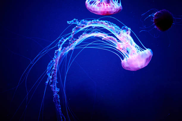 우아하지만 위험한 해파리는 바다의 무중력에 떠있습니다. 아름다움과 위험. - medusa 뉴스 사진 이미지