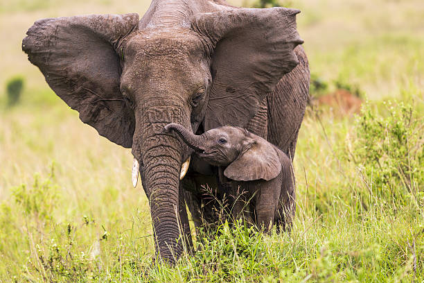 an elephant and its baby walking in long grass - wilde dieren stockfoto's en -beelden