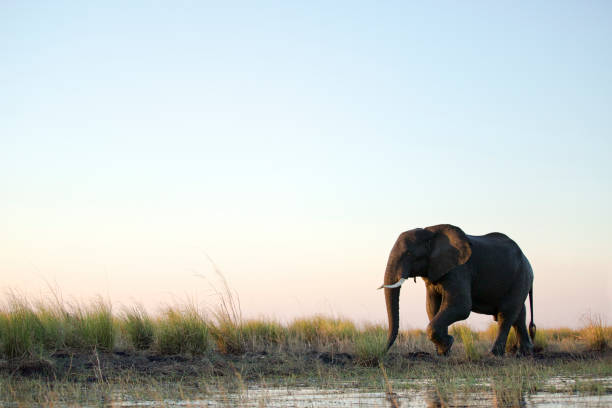 An Elephant bull walks through the shallows of Chobe River. stock photo
