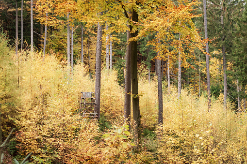 Caza tapicería fox otoño bosque manta de presión 