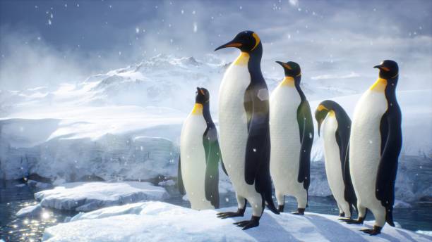 An emperor penguin stands in the middle of a snowstorm on a glacier and admires the sea. Huge high glaciers in winter natural conditions. 3D Rendering. stock photo