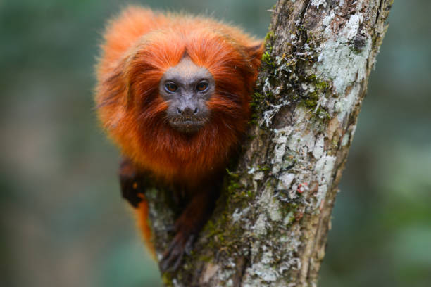 An endangered Golden lion tamarin perched on a tree stock photo
