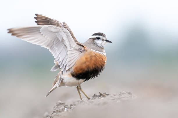 An Eurasian Dotterel is ready to fly away with wings in the sky stock photo