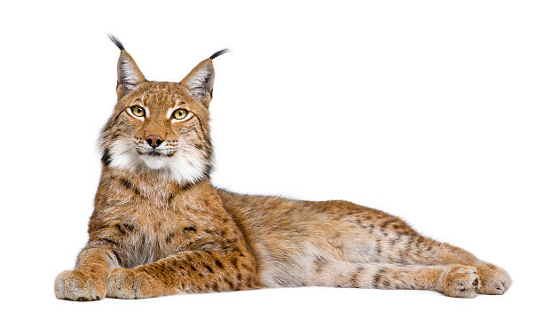 an eurasian lynx lying isolated on white - lodjurssläktet bildbanksfoton och bilder
