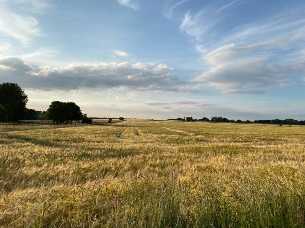 An evening view of the the English countryside. stock photo