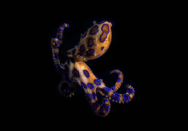 An isolated Blue Ringed octopus in Black background stock photo