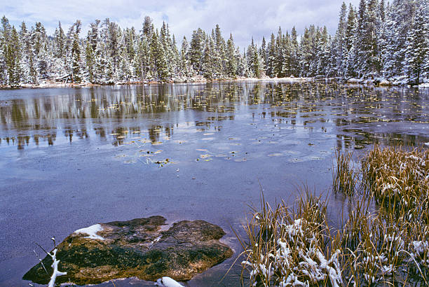 Snow Covered Trees at Nymph Lake An October snowfall covers the trees at Nymph Lake in Rocky Mountain National Park near Estes Park, Colorado, USA. jeff goulden rocky mountain national park stock pictures, royalty-free photos & images