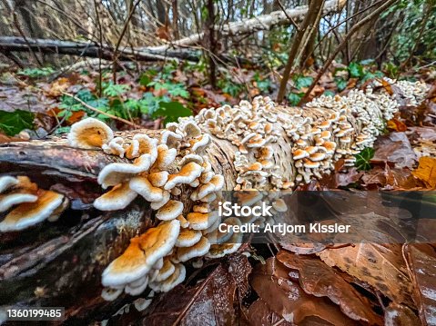 istock An old and wet branch covered with small mushrooms in winter in the forest. 1360199485