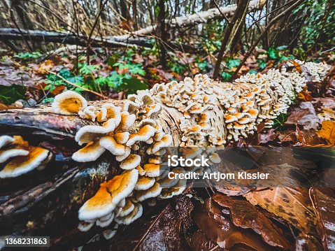 istock An old and wet branch covered with small mushrooms in winter in the forest. 1368231863