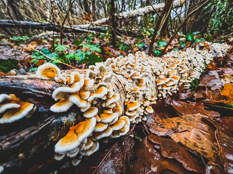 An old and wet branch covered with small mushrooms in winter in the forest.
