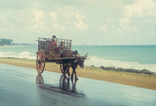 Negombo, Sri Lanka - September 15, 1993: An old man and a boy are riding an ox cart on the road along Negombo beach in Sri Lanka. Retro film capture.