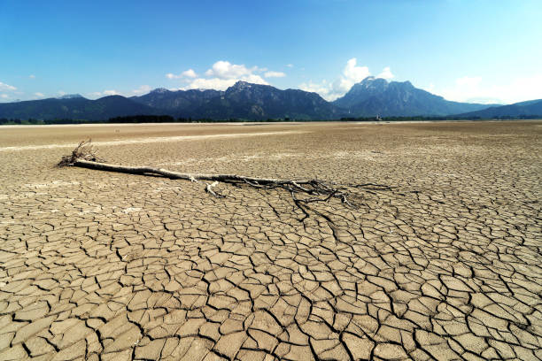 An old tree in a dried up lake in Bavaria. Empty dry lake in summer An old tree in a dried up lake in Bavaria. Empty dry lake in summer allgau alps stock pictures, royalty-free photos & images