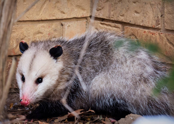An opossum hides next to a building behind a bush. An opossum hides next to a building behind a bush.  Bird seed is stuck to his pink nose. virginia opossum stock pictures, royalty-free photos & images