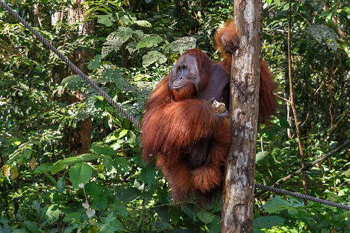 Orangutan in Semenggoh wildlife rehabilitation center, Sarawak, Malaysia

