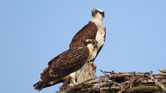 A male and female Osprey sit on the nest, guarding the young in their nest.