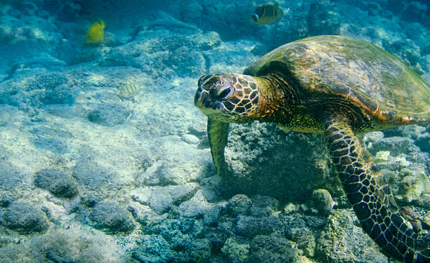 An underwater photo of a Hawaiian Green Sea Turtle Green Sea Turtle of Hawaii swimming in the shallow waters off the coast of the Big Island of Hawaii. neicebird stock pictures, royalty-free photos & images