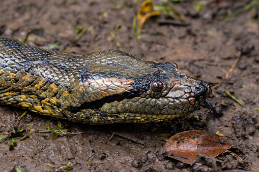 Anaconda Amazon Rainforest Snake Stock Photo Download Image Now Istock