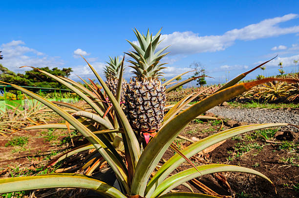 Ananas-pineapple in plantation stock photo