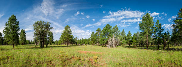 Anasazi Meadow on Campbell Mesa stock photo
