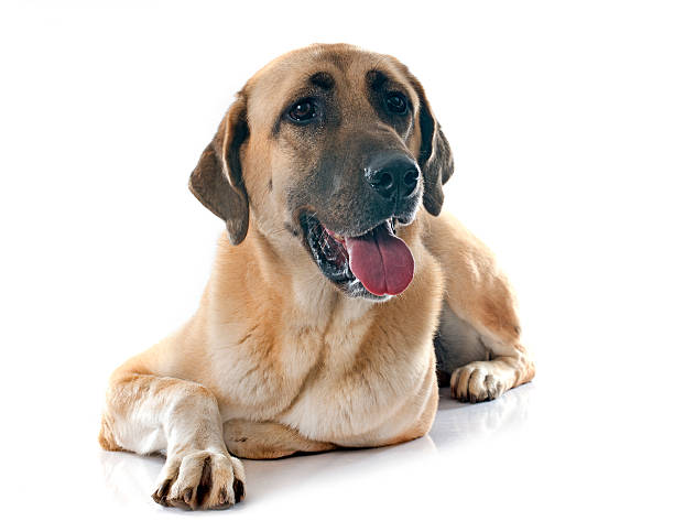 Anatolian Shepherd dog Anatolian Shepherd dog in front of white background anatolia stock pictures, royalty-free photos & images