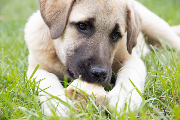Anatolian Shepherd Puppy with a bone Close up photograph of a four month old Anatolian Shepherd puppy laying in the grass chewing on a bone. anatolia stock pictures, royalty-free photos & images