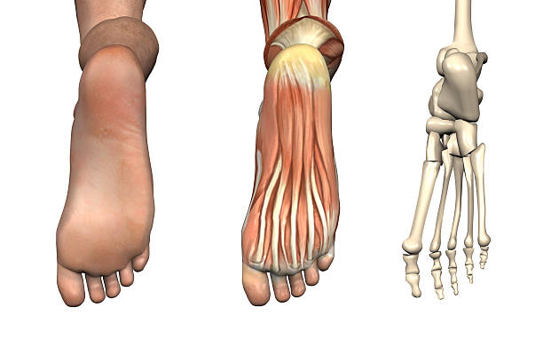 Anatomical Overlays - Bottom of the Foot Anatomical Overlays - Bottom of the Foot - These images will line up exactly, and can be used to study anatomy. 3D render. foot anatomy stock pictures, royalty-free photos & images