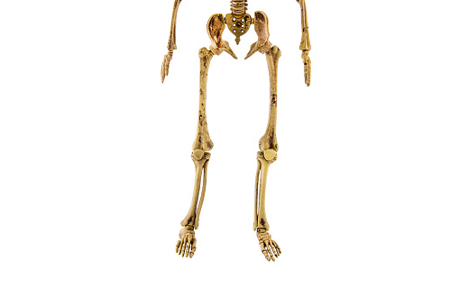 Anatomy Back Lower Body Human Skeleton Isolated Stock Photo - Download Image Now - iStock