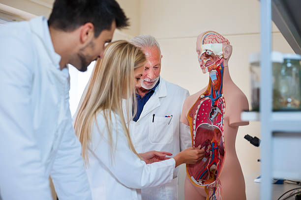 Anatomy class Group of students have anatomy class anatomical model photos stock pictures, royalty-free photos & images