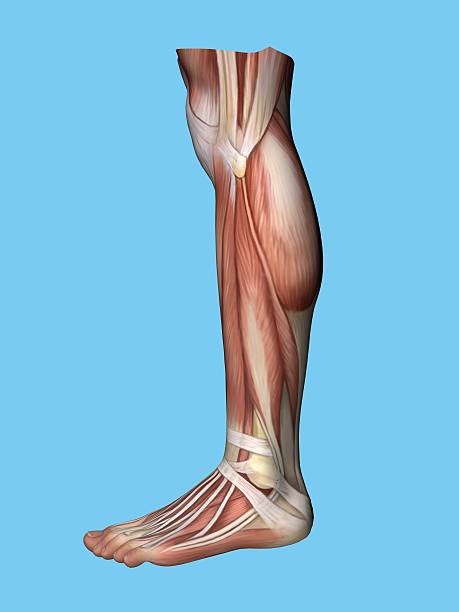 Anatomy lateral side view of leg and foot. Anatomy lateral side view of leg and foot of a man including extensor digitorum brevis, achilles tendon, calf muscle, gastrocnemius muscle,soleus, peroneus longus and tendon tibalis anterior. foot anatomy stock pictures, royalty-free photos & images