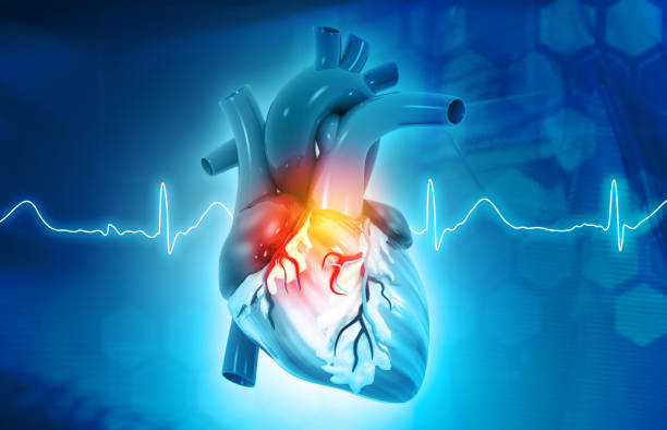 anatomy of human heart - ritmo cardiaco imagens e fotografias de stock