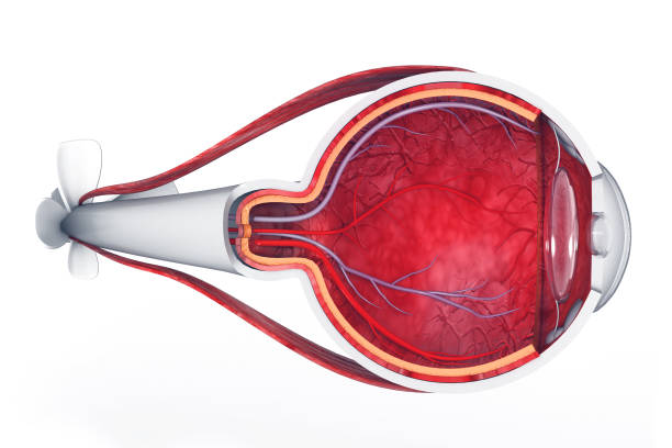 Anatomy of the eye Anatomy of the eye tissue anatomy stock pictures, royalty-free photos & images