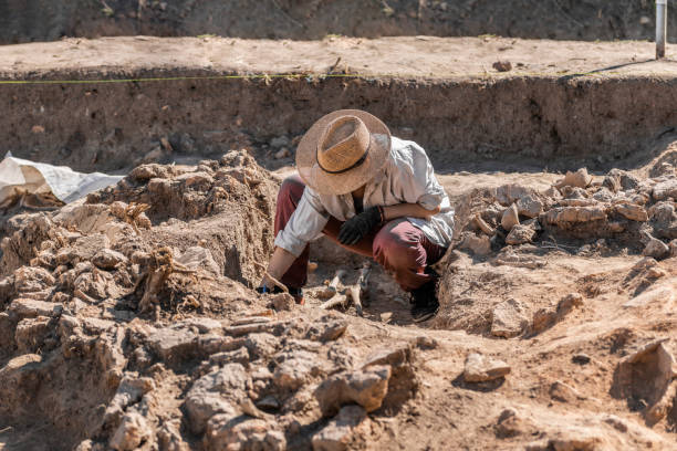 Ancient Burial Site- Archaeological Excavations Archaeological excavations. Young archaeologist excavating part of human skeleton and skull from the ground. archaeology stock pictures, royalty-free photos & images