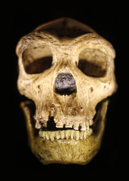alte neanderthaler schädel auf schwarzem hintergrund - neandertaler stock-fotos und bilder