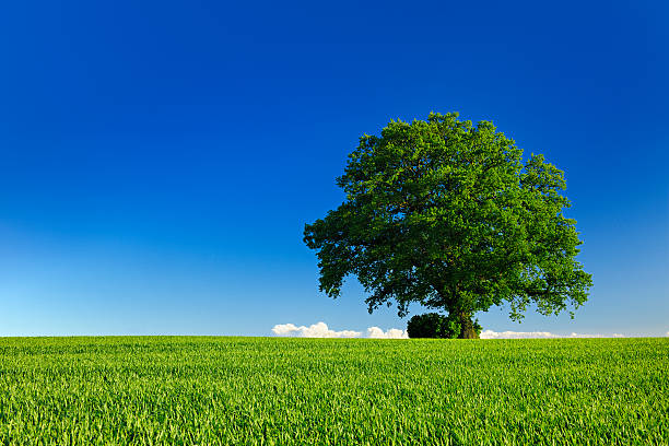 Ancient Oak Tree in Spring Landscape under Blue Sky stock photo