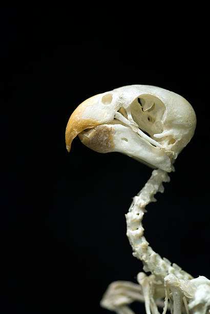 vieux crâne perroquet - squelette oiseau photos et images de collection