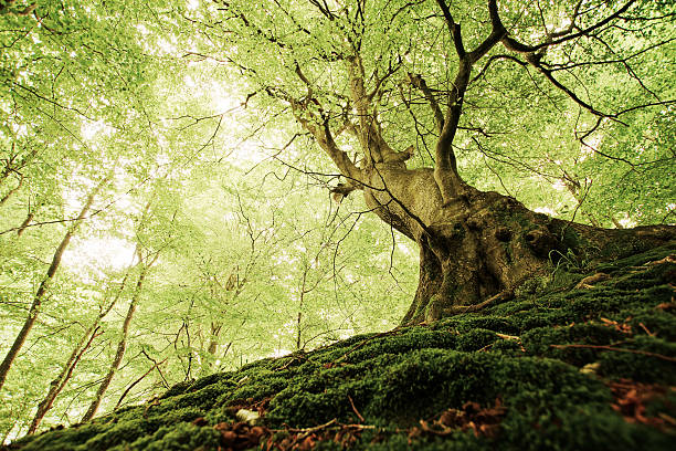 Ancient Tree in a Danish Forest AN ancient tree in a Danish forest, show from a worm's eye perspective with moss on the ground at its foot. copse stock pictures, royalty-free photos & images