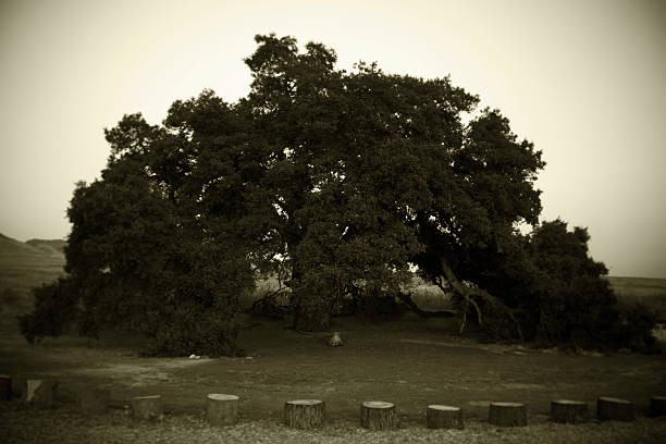 Ancient tree stock photo