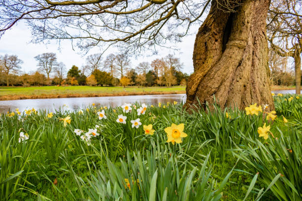 Ancient Tree Surrounded by Lake and Daffodils Ancient Tree Surrounded by Lake and Daffodils yew lake stock pictures, royalty-free photos & images