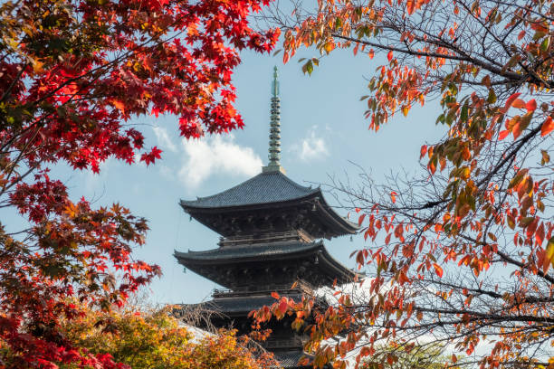 Ancient wooden Toji temple of Unesco world heritage site in Maple leaves stock photo
