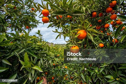 istock Andalusia mandarin plantation fruit orchards landscape  spain 1302308869
