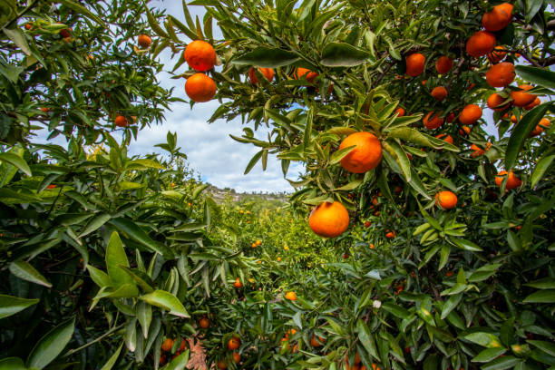 Andalusia mandarin plantation fruit orchards landscape  spain stock photo