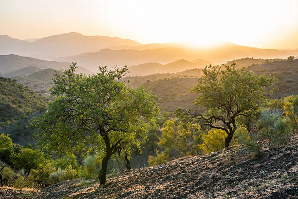 Andalusian landscape at sunset with olive trees in Spain Beautiful Andalusian landscape and olive trees at sunset near Alora, Spain andalusia stock pictures, royalty-free photos & images