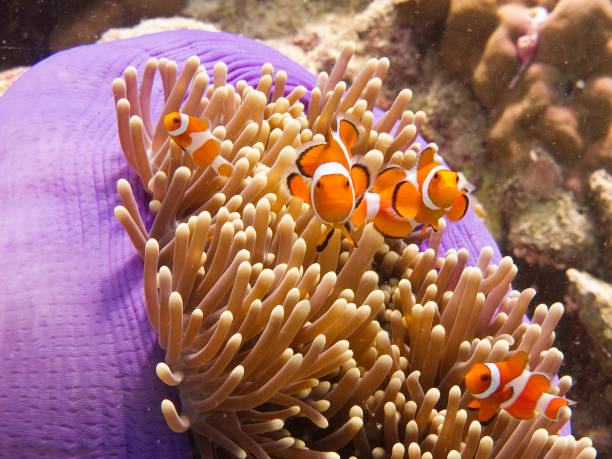 Anemone fish (clownfish) in an anemone stock photo