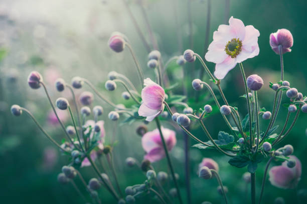 Anemone flowers in bloom Anemone flowers (Anemone hupehensis) in a garden in bloom. perennial stock pictures, royalty-free photos & images