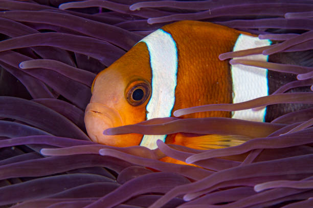 Anemonefish in colorful anemone stock photo